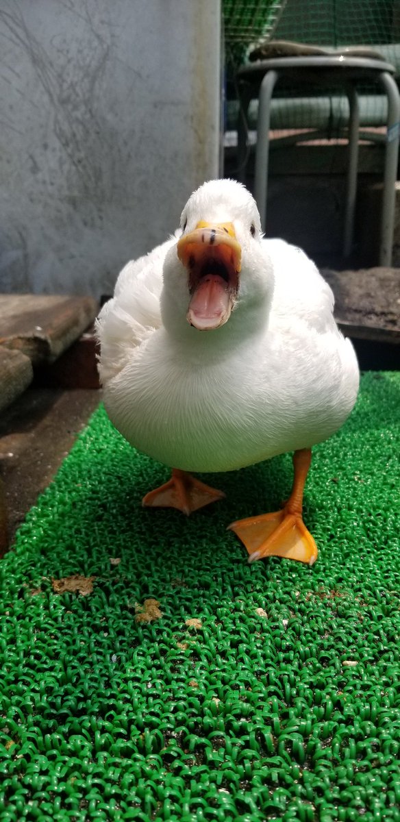 大白鸭不管干什么都一副欠债不还的样子凶巴巴的