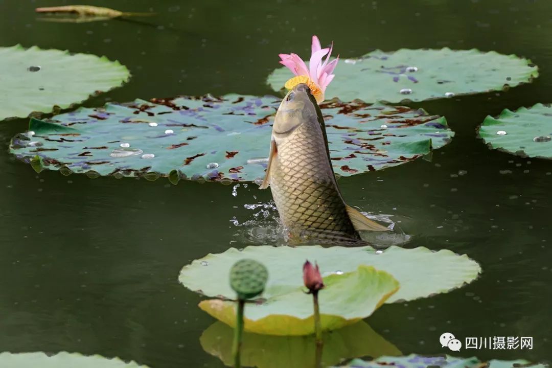 [荷花摄影大赛作品分享] 雨后青枫| 草鲩戏莲叶