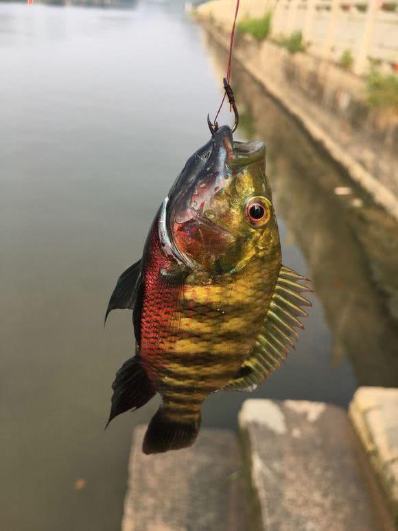 原创罗非鱼爱"谈恋爱"钓鱼人利用此特性,将其一窝端