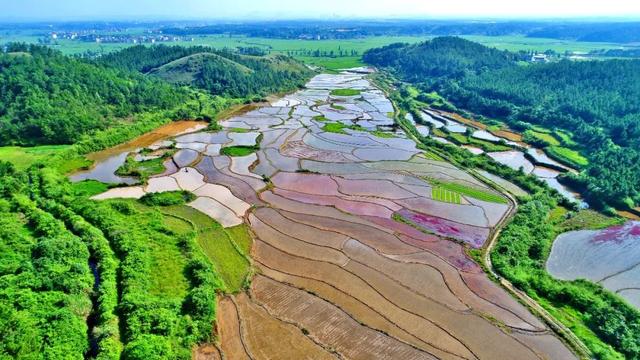 江西省吉安市是我国南方重点林区,是革命摇蓝井冈山所在地.