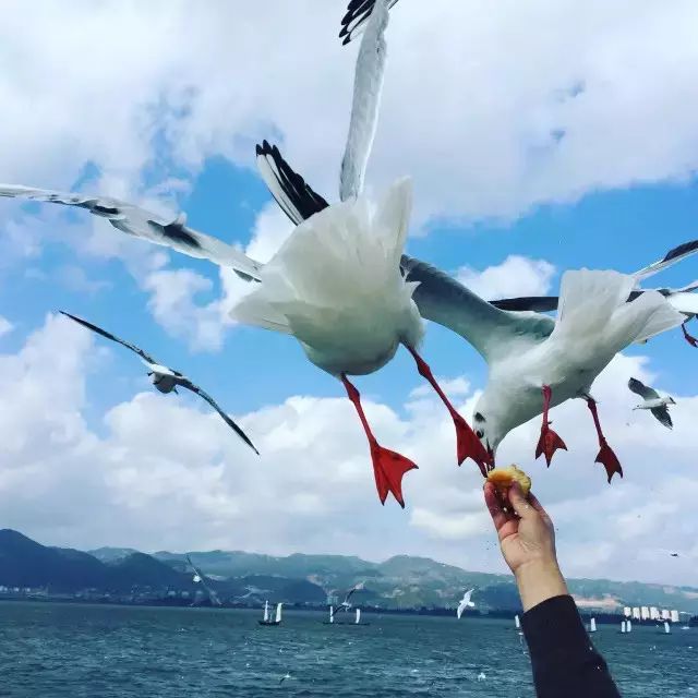 原來這些才是雲南最值得去的地方！ 旅遊 第27張