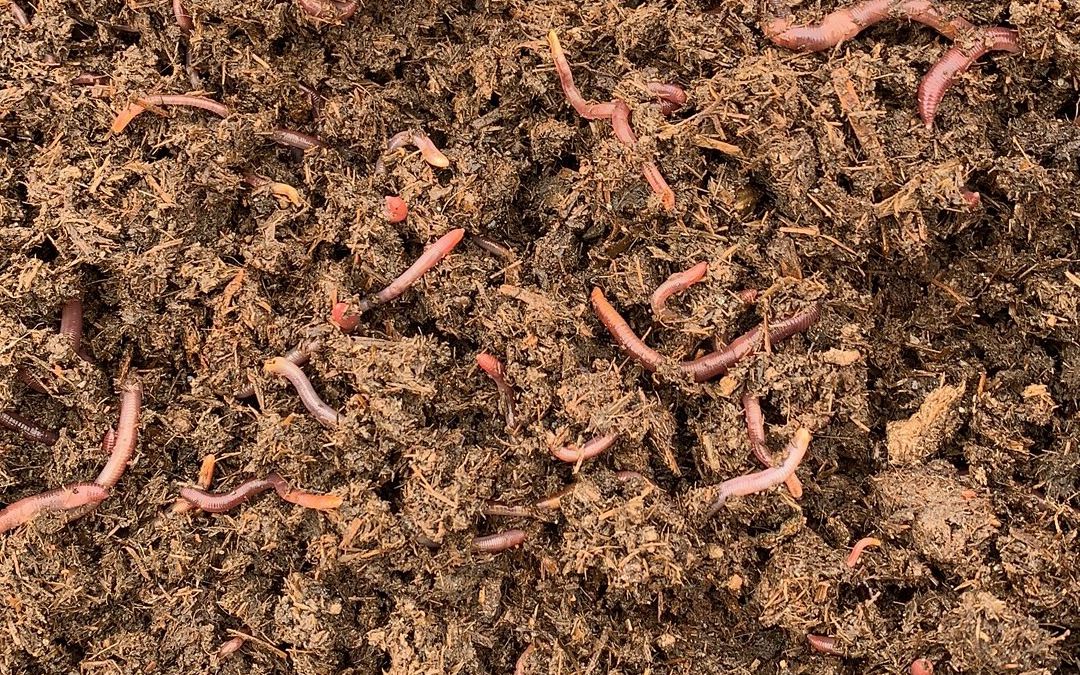 循环农业奶牛场里的蚯蚓生意