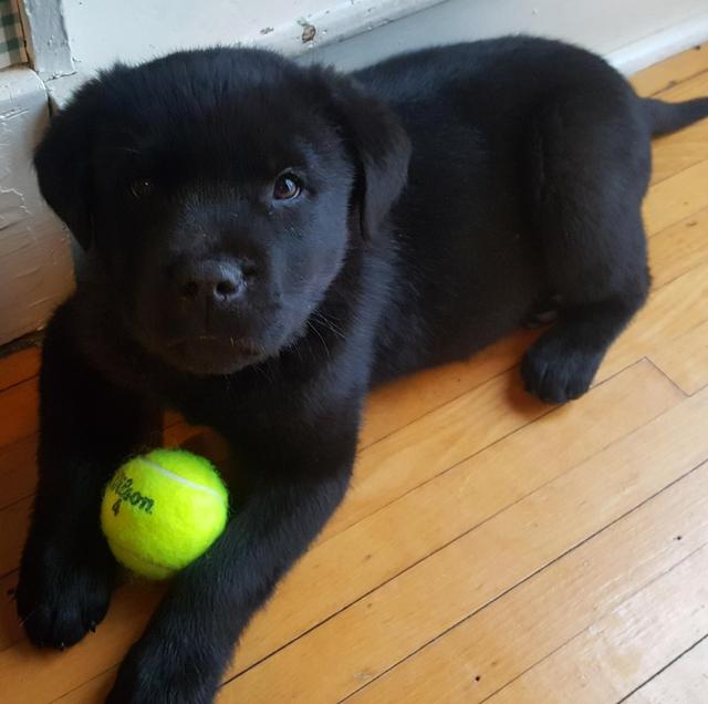 谁说串串不好看的12张图片证明杂交犬也可爱到爆