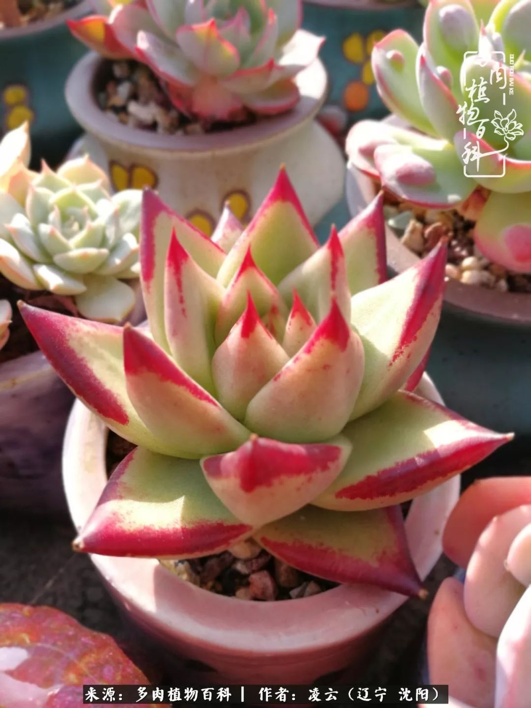 凉风有信秋月无边最适合多肉生长的季节即将到来