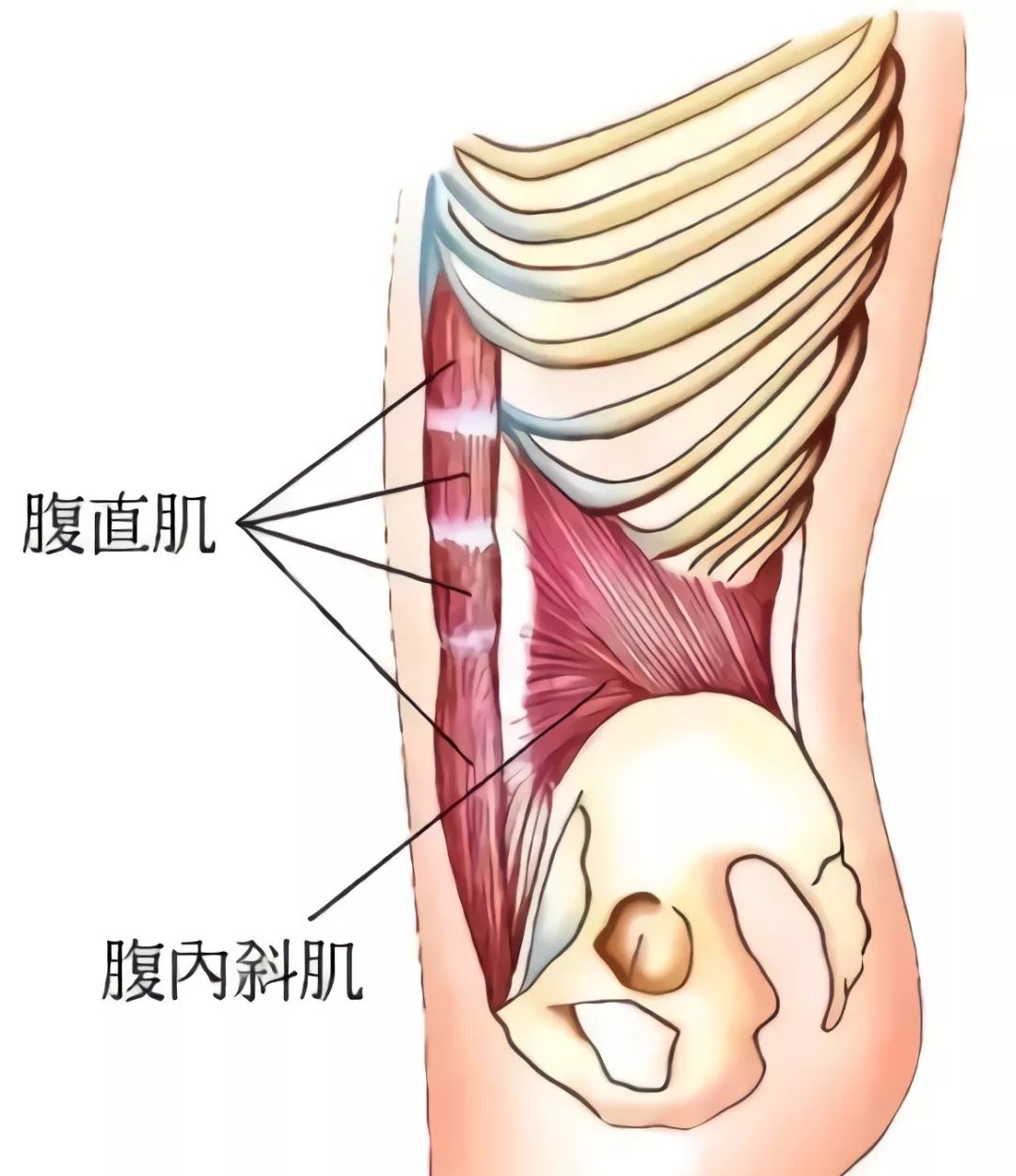 腹直肌解剖示意图图片