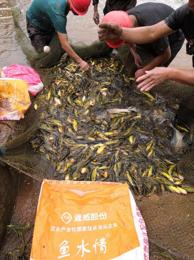 养殖牛尾巴鱼基地图片