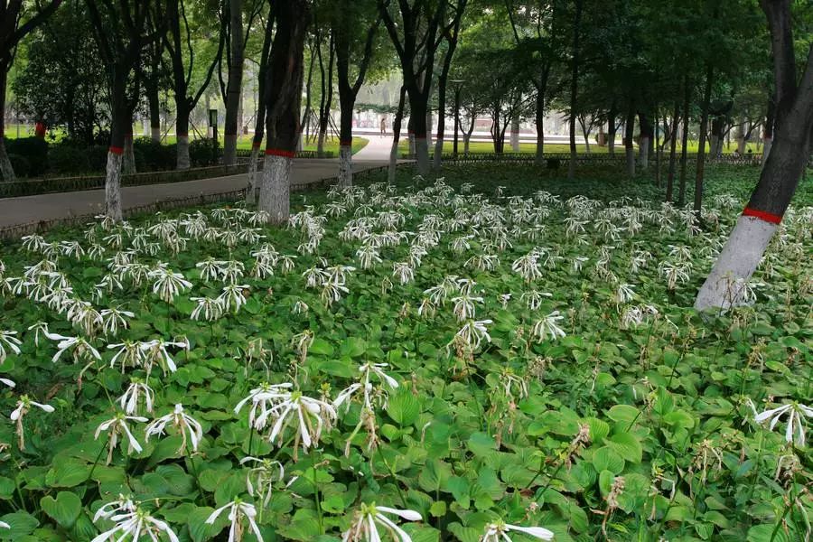 林下耐阴地被植物图片