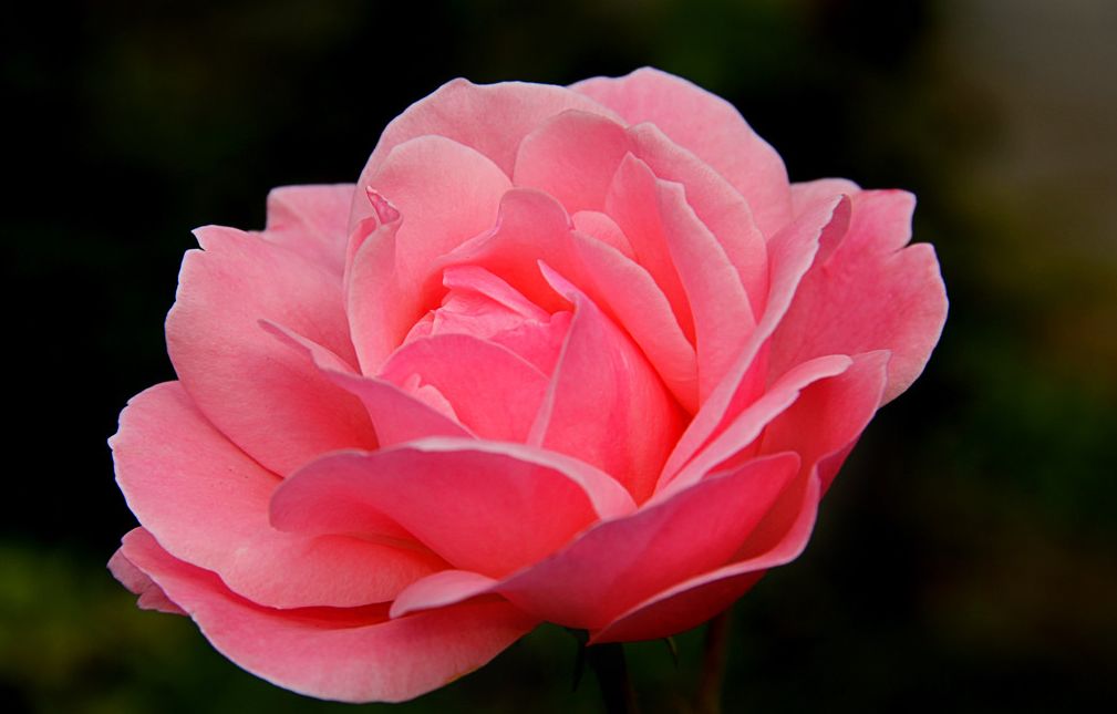 月经不调怎么办,试试月季当归泡酒