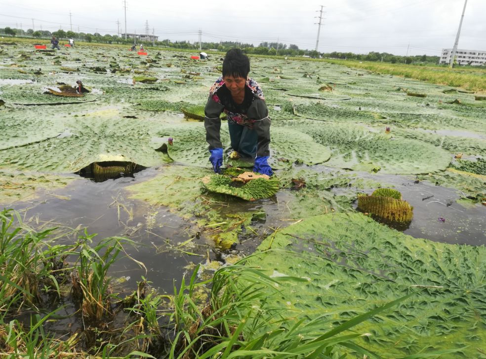 【乡村振兴】时令货,鸡头米上市啦!_种植