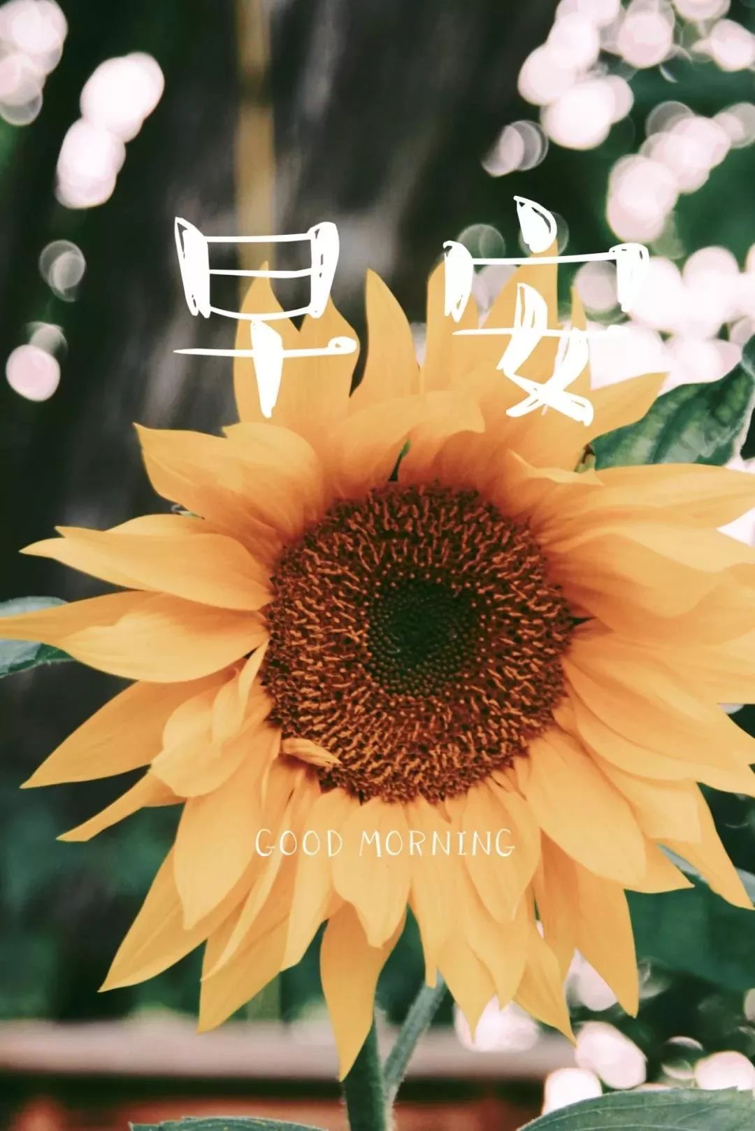 早安晚安朋友圈发圈素材与文案!-搜狐大视野-搜狐新闻