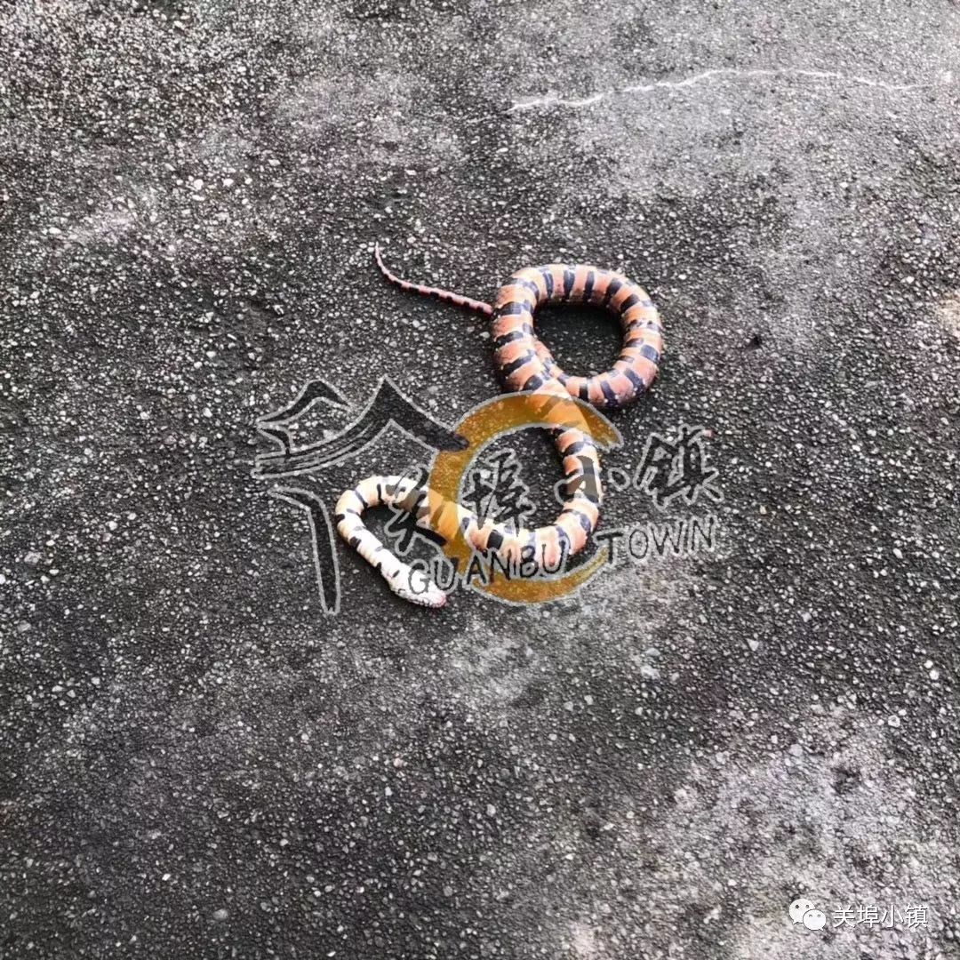 潮阳某江边出现上百条蛇!还钻入了居民家中!