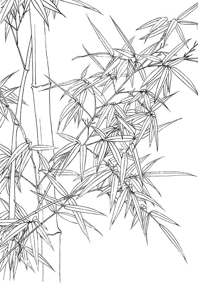 35幅兰竹白描线稿资料希望对你有帮助