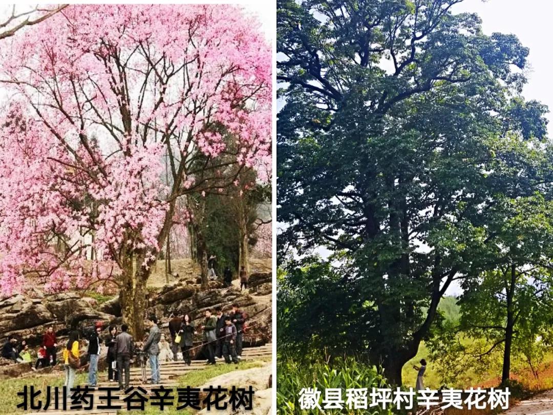 爆料 陇南徽县 稻坪村惊现全国最大的辛夷花树 内容