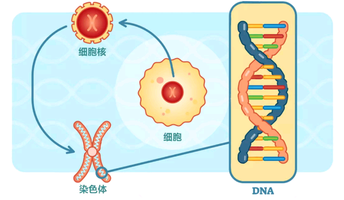 但并非每一个带有hla-b27基因的人都会发生强直性脊柱炎.