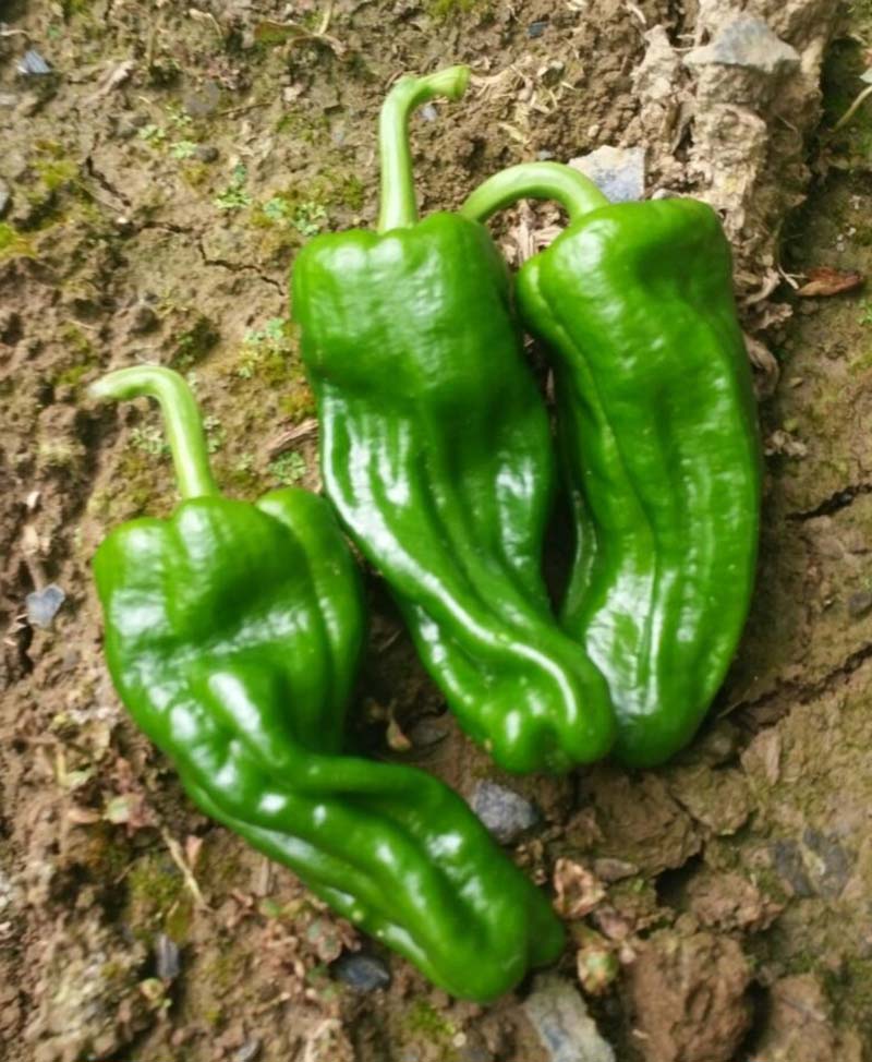 珍贵椒王薄皮椒芜湖椒