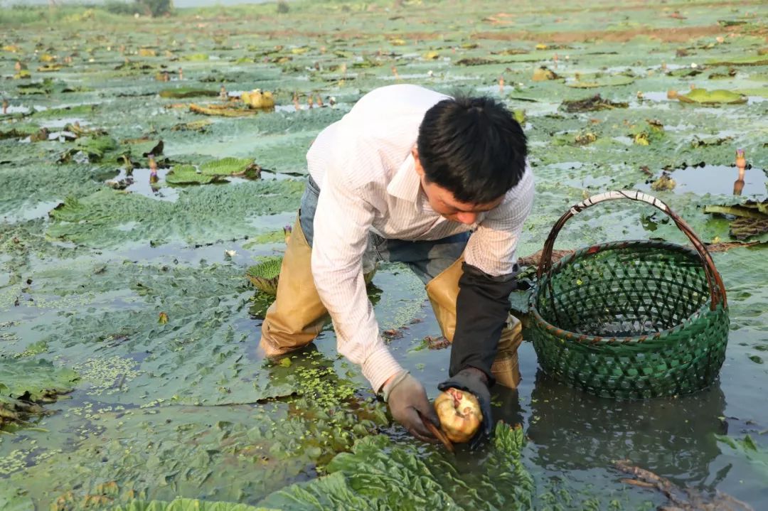 特别耗费时间和体力的采摘仅仅是尝鲜鸡头米的第一步.
