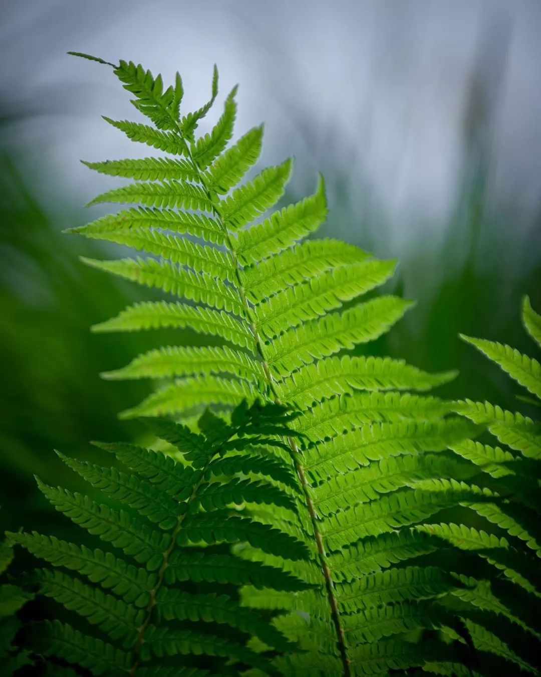 天啊亚马逊雨林连烧三周曾经的地球之肺植物王国成了这样
