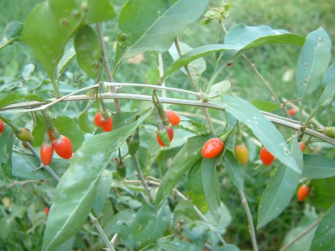 【一日一味药 一日一芳香】水上森林中草药资源之——枸杞