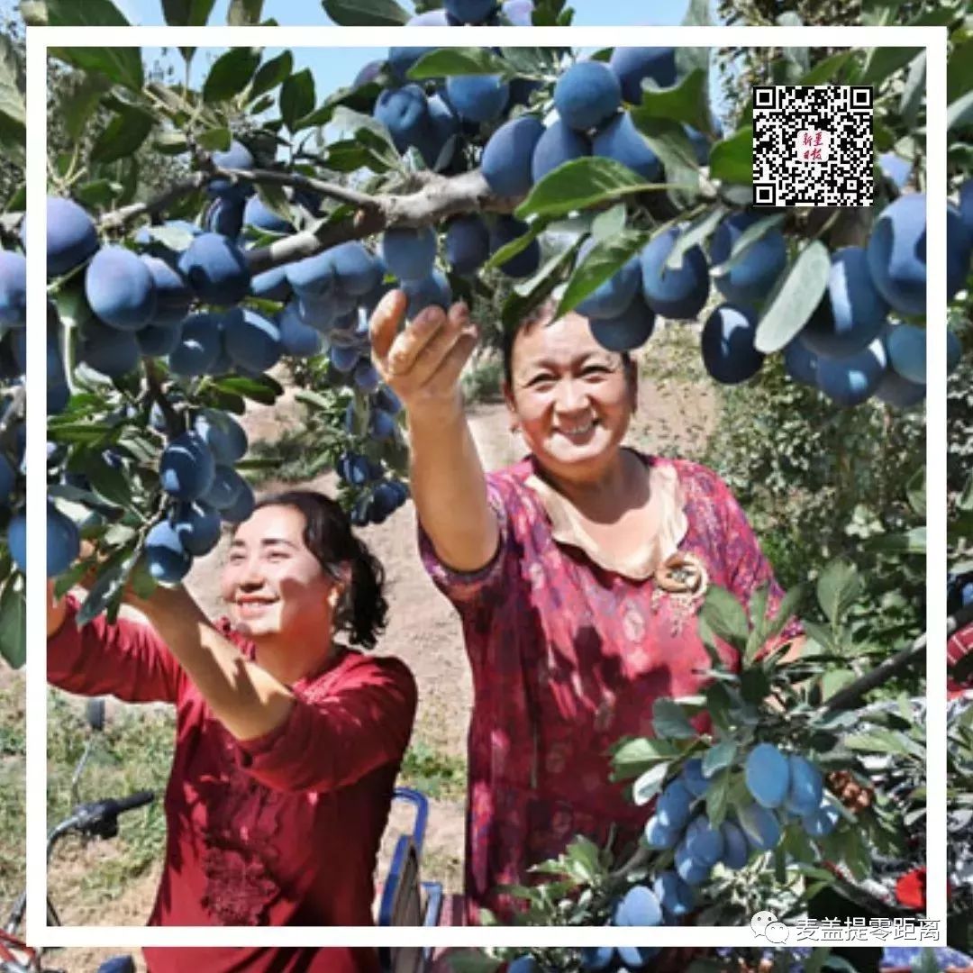 8月17日,伽师县英买里乡拉依力克村村民在采摘新梅.