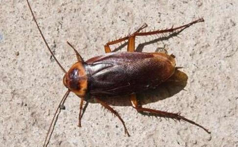 庐山未解之谜山脚下蟑螂那么多为什么山上却没有