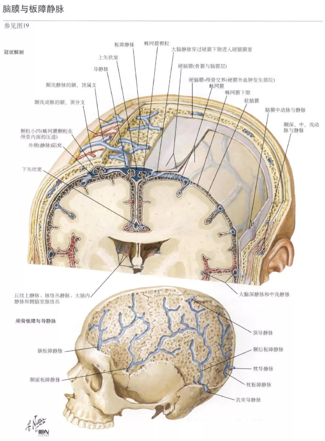 神經解剖腦部高清圖譜奈特解剖學習資料