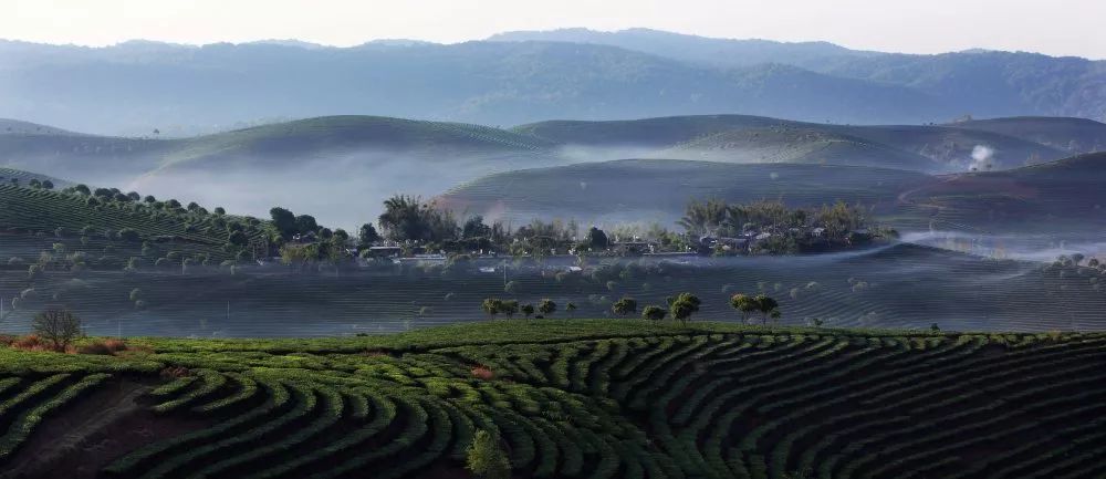 西双版纳是普洱茶的故乡和云南大叶种茶的发源地,景洪是其重要组成