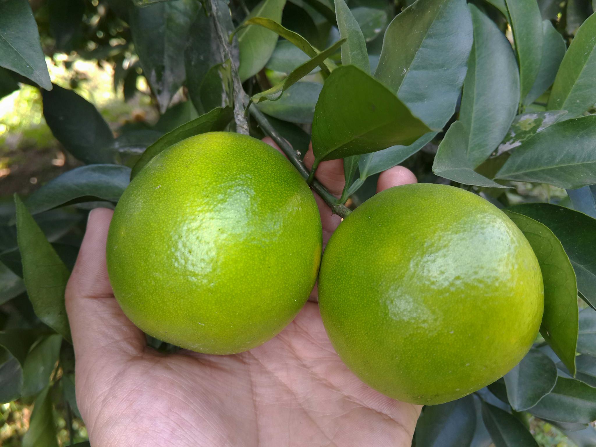 知道正宗红江橙成熟需要多少时间不看了文章你就清清楚楚了哦