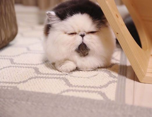 一坨眼睛都睁不开的喵仙人承受了这个年纪不该有的老成