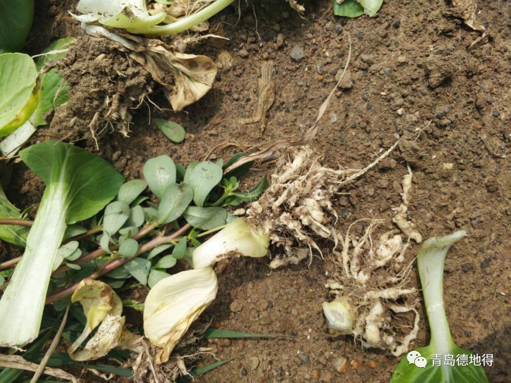 令人恐惧的十字花科癌症根肿病早学习早受益