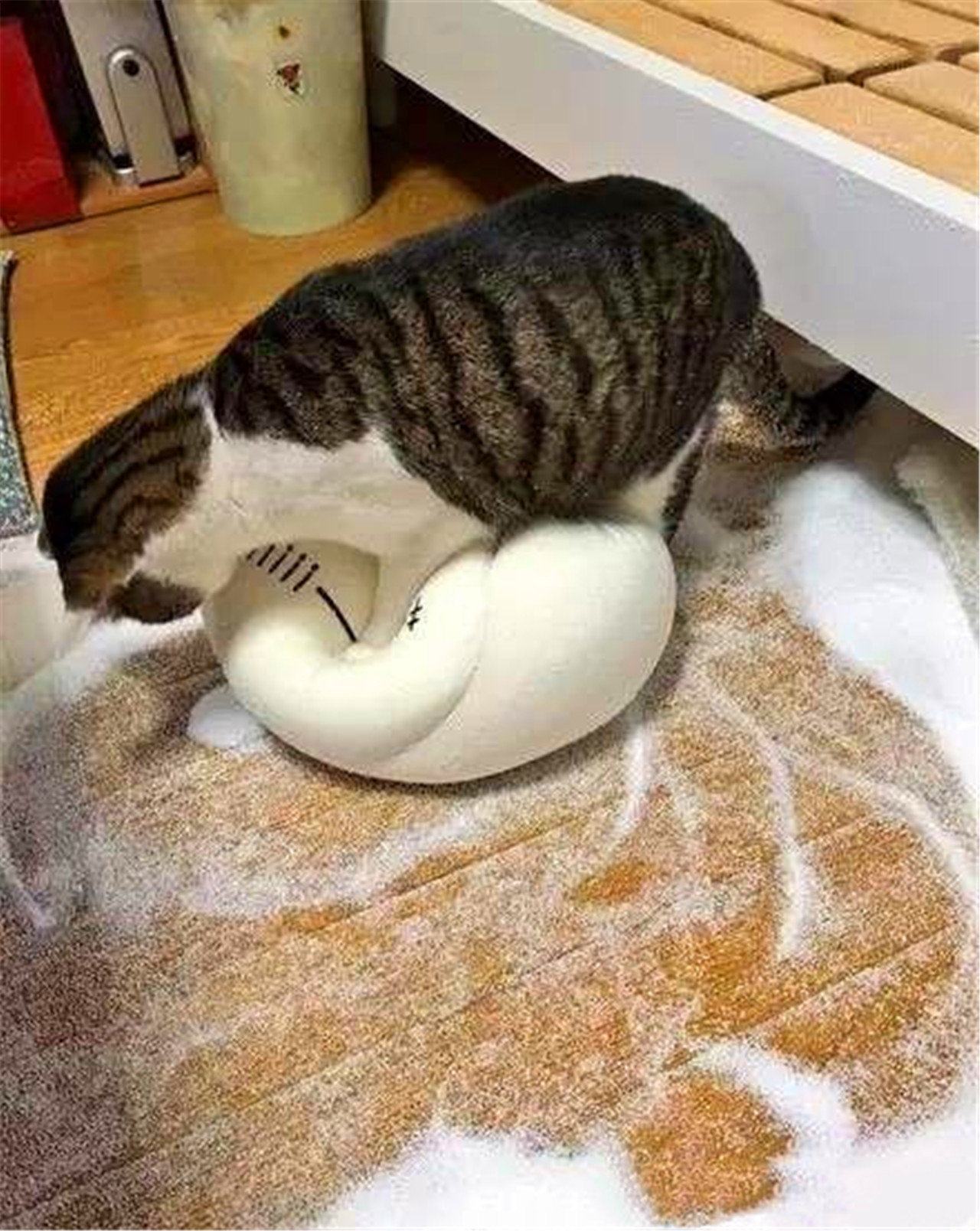 一只会揉面的猫咪玩的巨开心根本停不下来