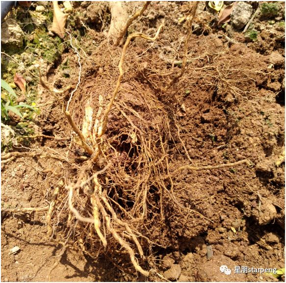 高温加上肥水,沤烂烧烂根系,根系脱皮腐烂,地上部叶片枯死种柑橘树可