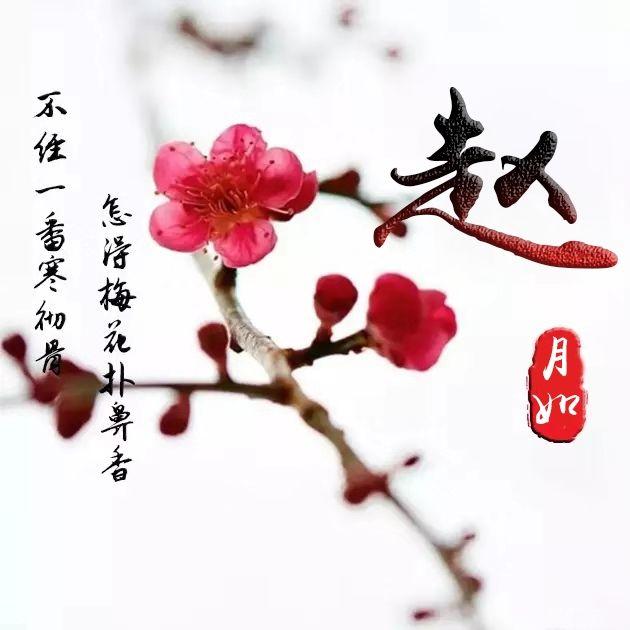 微信头像励志姓氏头像一支红梅美在其中喜欢就带走换上吧
