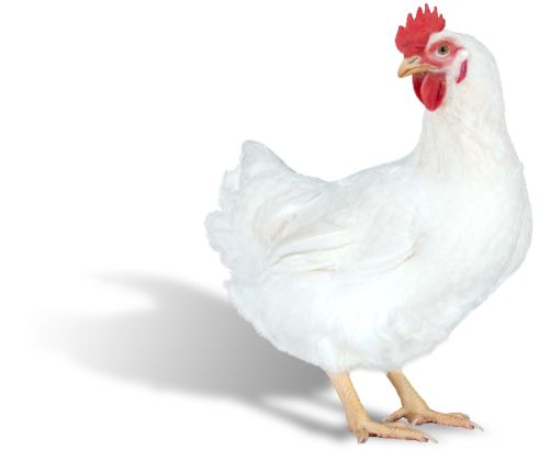 哈伯德公司新品种利丰全球发布_肉鸡
