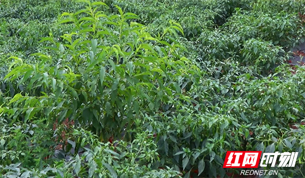 民政扶贫丨打好一手山水"王牌" 泸溪县红岩村做足生态产业文章