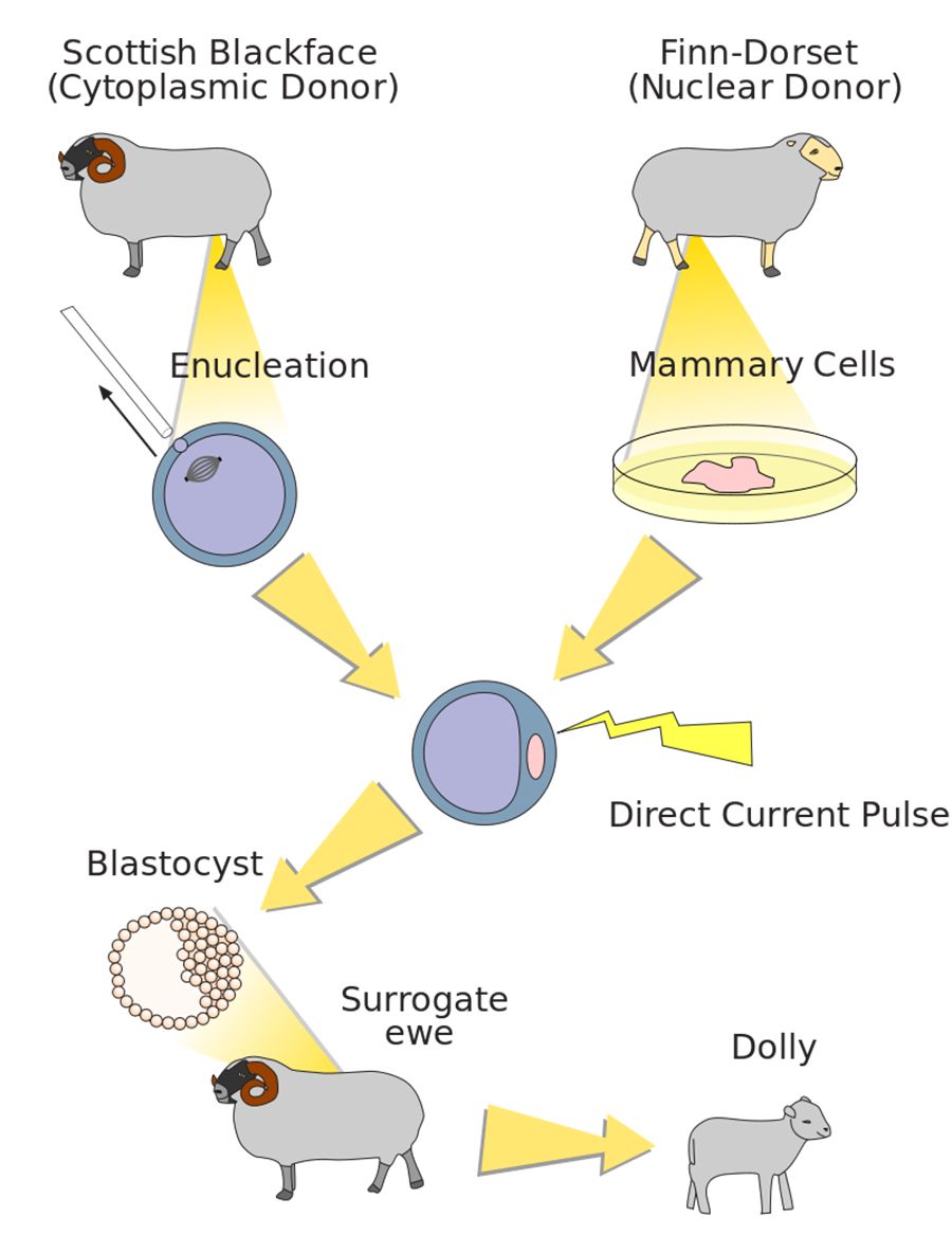 克隆警犬光荣入警,宠物克隆却遭质疑,同是克隆为何不同?
