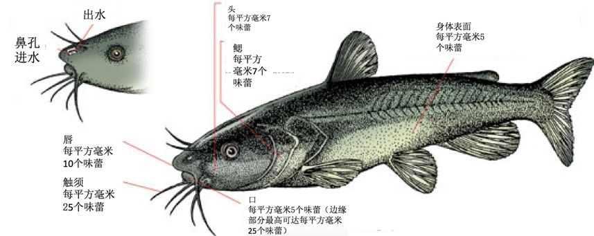 鲇鱼拥有大量的味蕾分布在身体各处除了常规感官,鱼类还有一些与人不