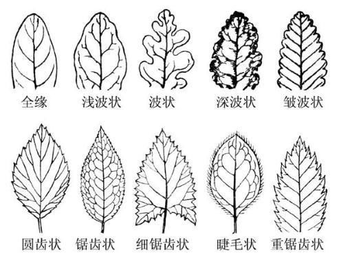 苔藓植物生活史简图图片