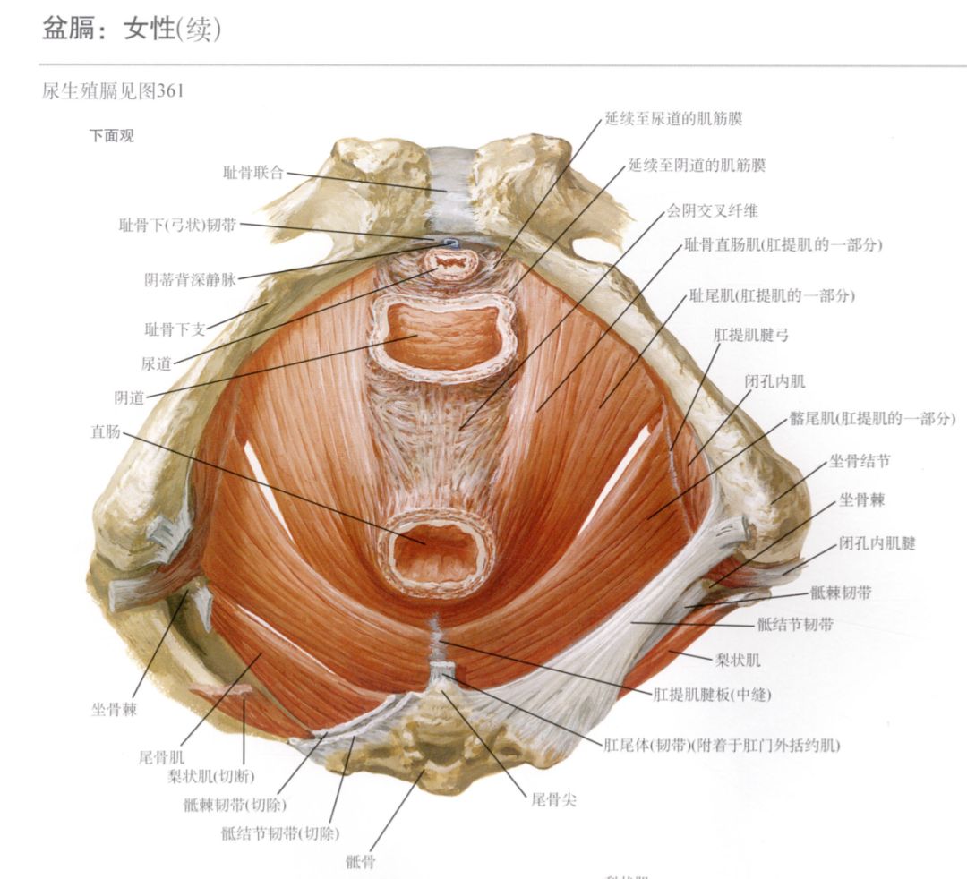 男人也会漏尿关于男性盆底的8个冷知识