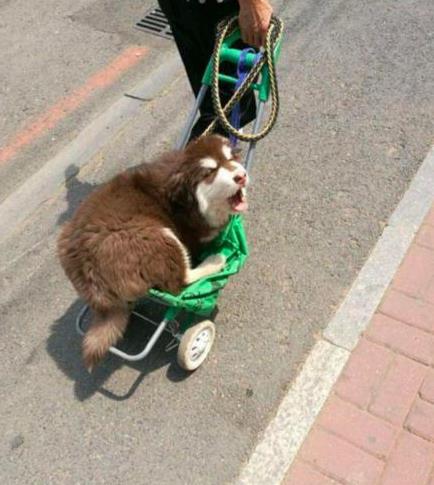 阿拉斯加犯懒不愿走路非得要坐车主人只能把它抱上手推车