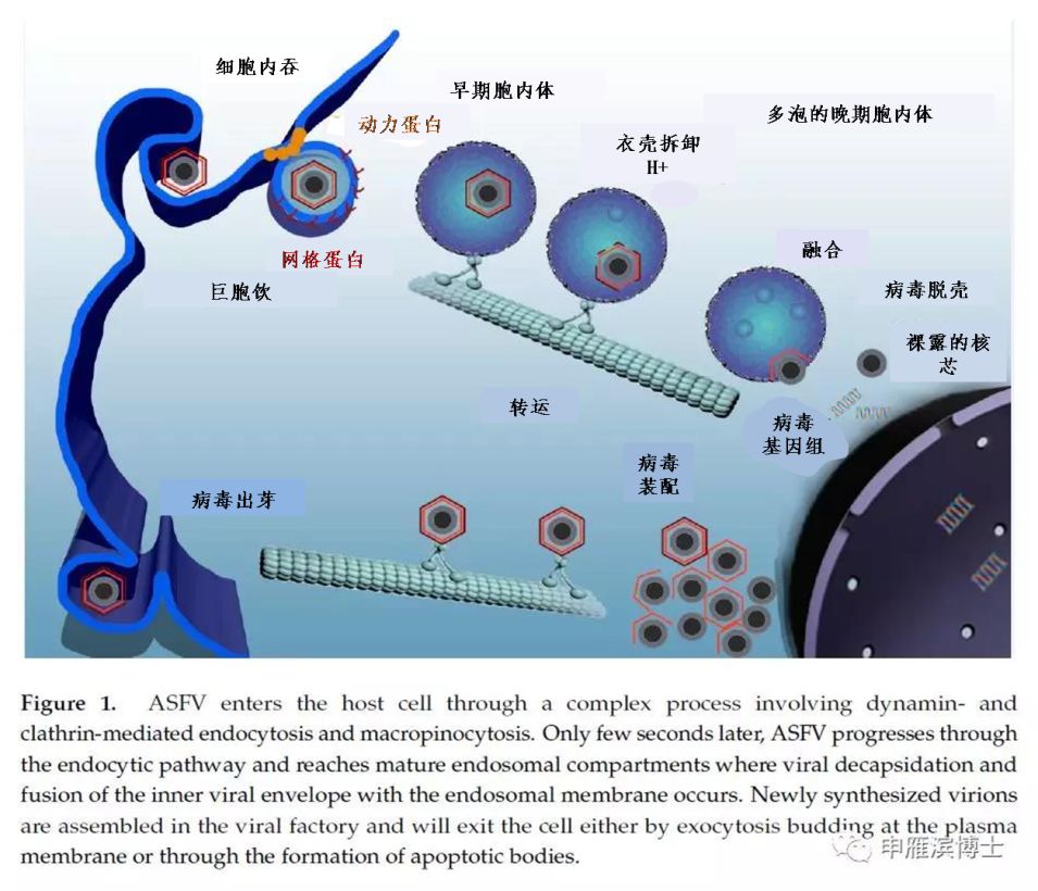 抗击非瘟|中药防瘟增免的初步探讨_病毒学