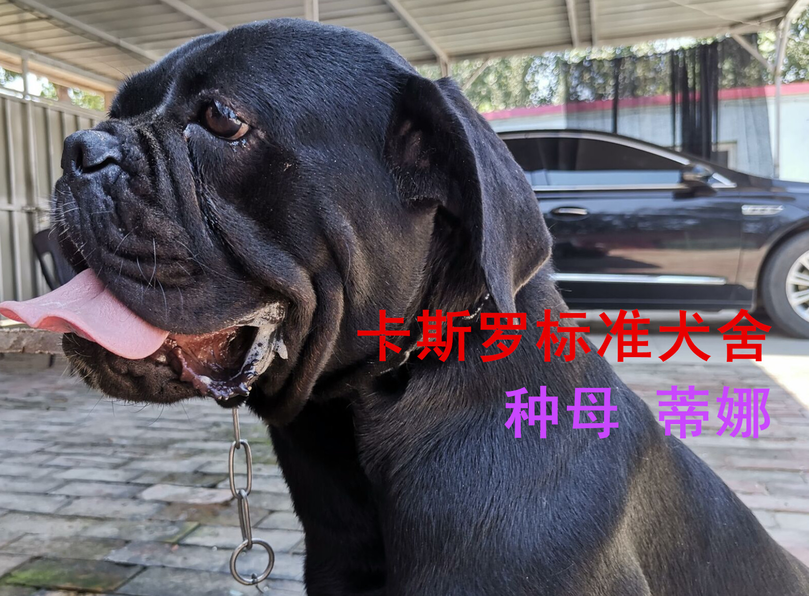 卡斯罗幼犬成长过程的不良习惯之控制