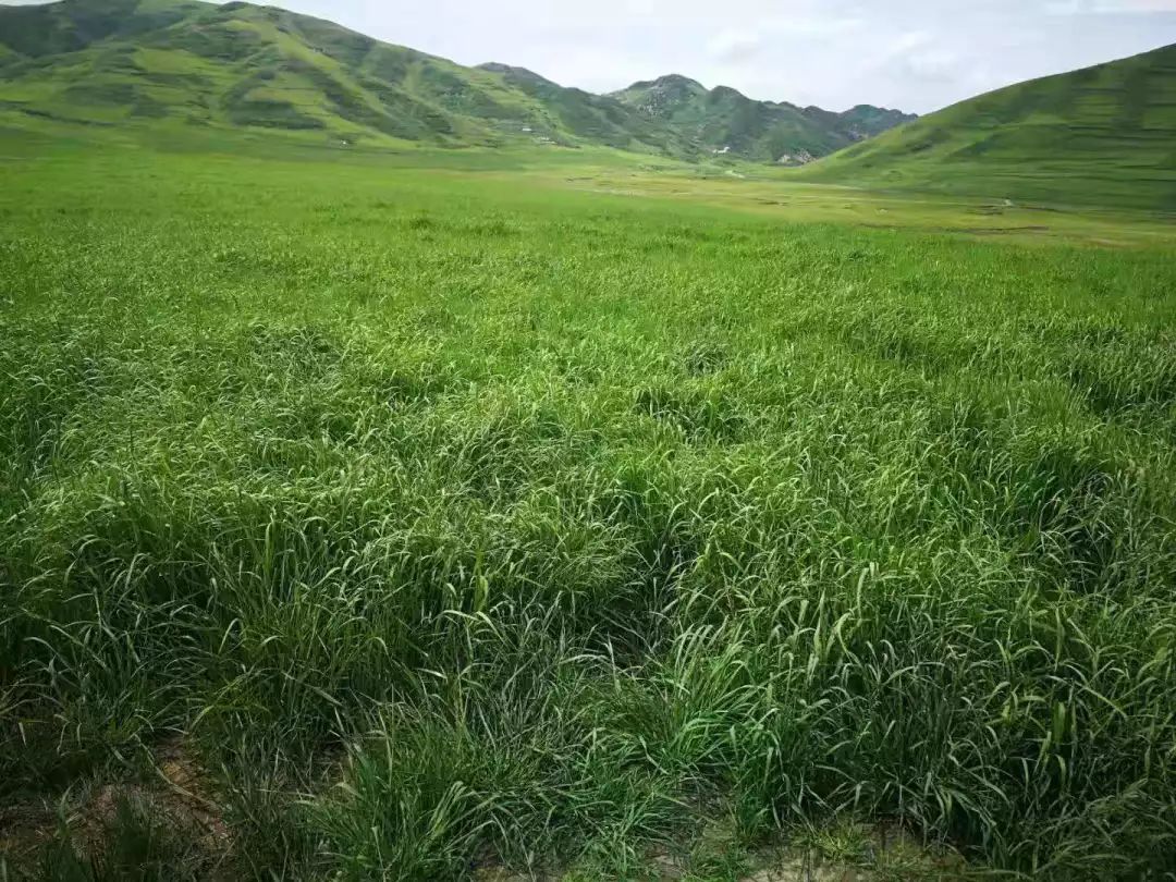 这种草是马最爱吃的牧草之一现在中国马会给马友带来了专属福利