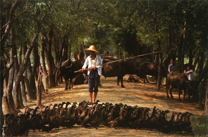 图为:鄱阳湖边赶鸭子的老汉和放牛的孩童.