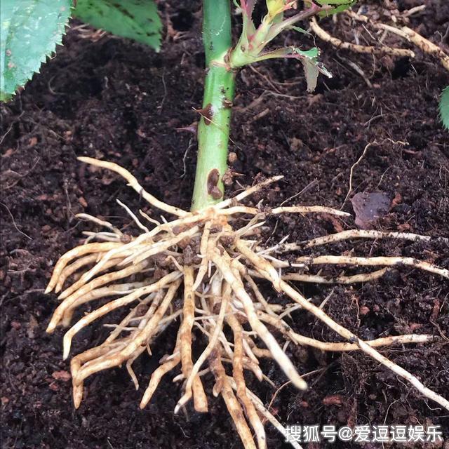 月季扦插黑杆?那是没做好这3点_枝条