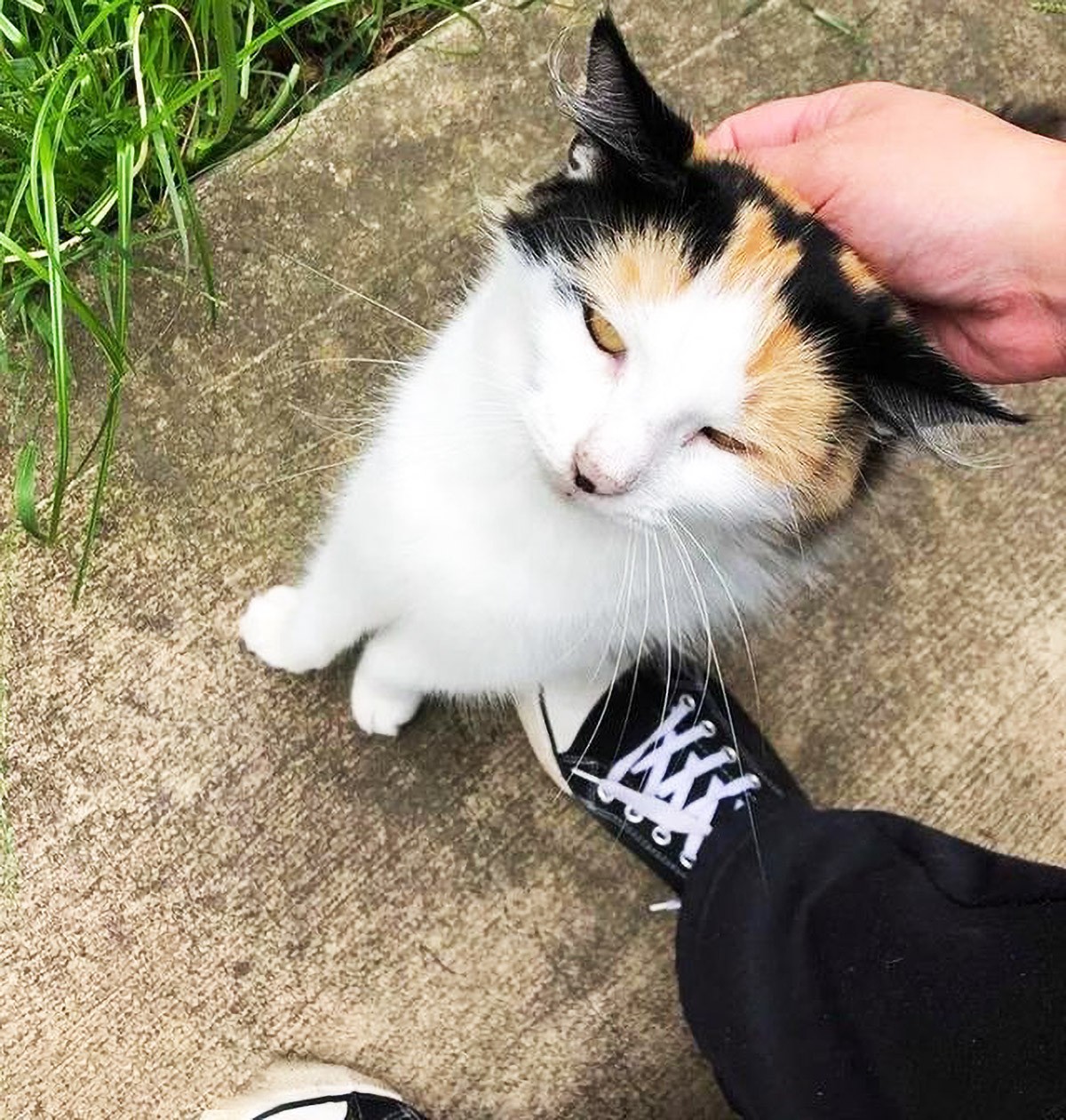 原创流浪猫拼死拦车将女子带进草丛知道真相时女子瞬间潸然泪下