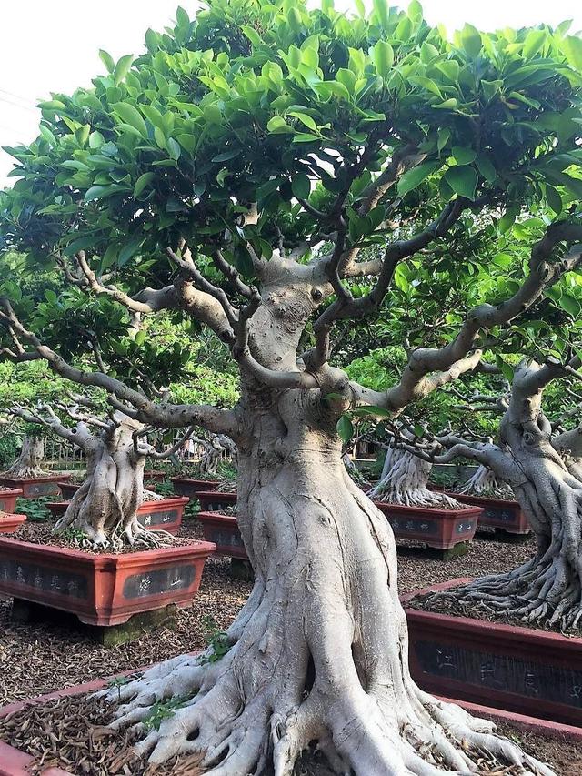 原创榕树盆景根系有特点胀大后全是气生根别有艺术气息