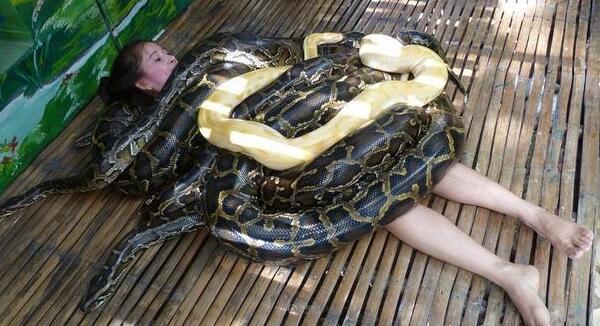 菲律宾动物园巨蟒按摩服务,5米长巨蟒压身,你敢不敢享受