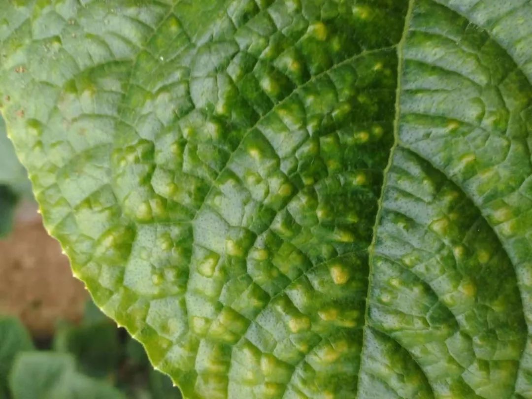 植保专家刘汉舒解答:黑斑病,可以用苯醚甲环唑 钙伽力喷洒防治.
