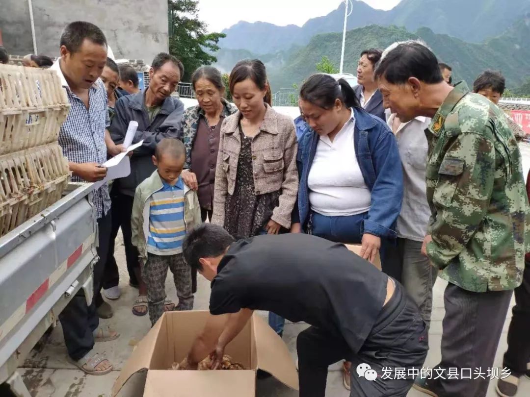 今年以来,口头坝乡党委,政府高度重视产业发展工作,提早谋划,精心实施