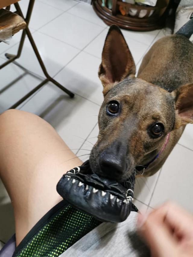 闻到鸡肉干的香味狗狗叼来各种物品这个可以交换肉肉吗